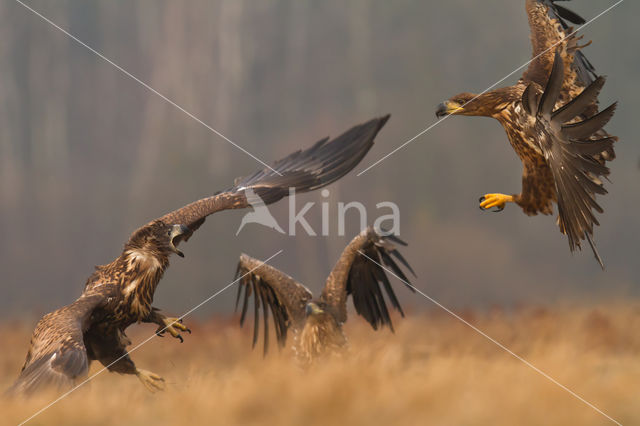 Zeearend (Haliaeetus albicilla)