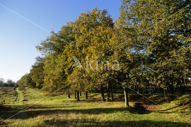 Zomereik (Quercus robur)