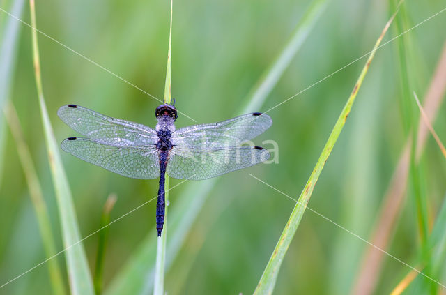 Zwarte heidelibel (Sympetrum danae)