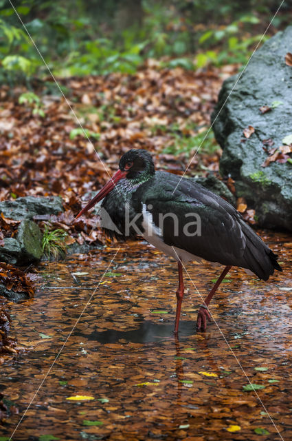 Zwarte Ooievaar (Ciconia nigra)