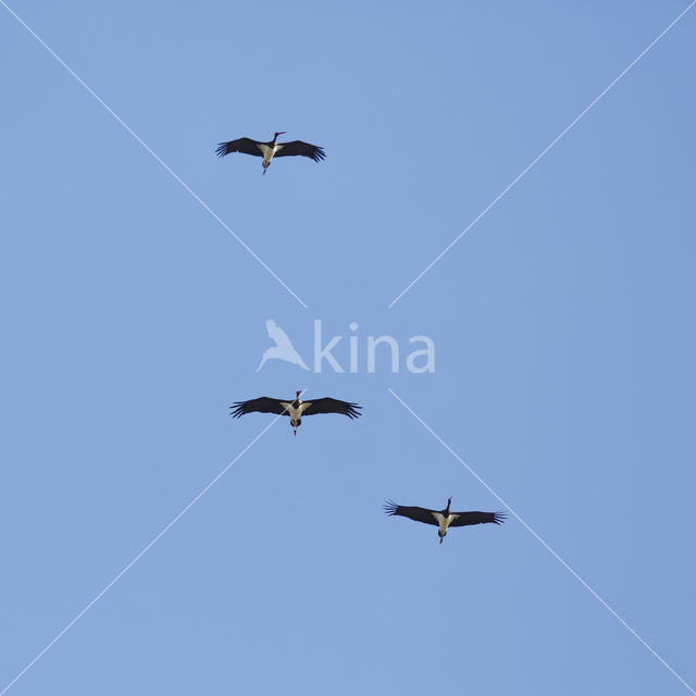 Black Stork (Ciconia nigra)