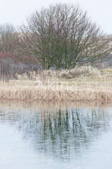 Amsterdamse waterleidingduinen