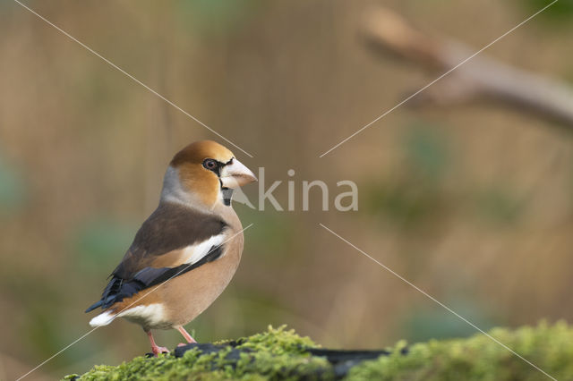 Appelvink (Coccothraustes coccothraustes)