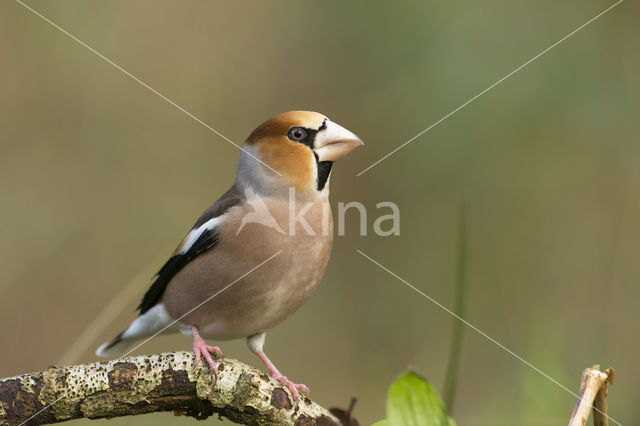 Appelvink (Coccothraustes coccothraustes)