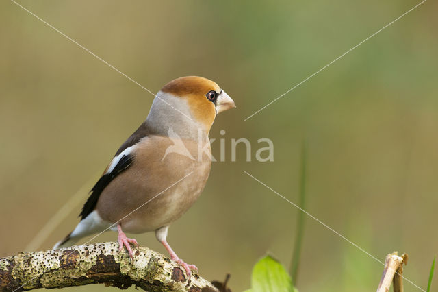 Appelvink (Coccothraustes coccothraustes)