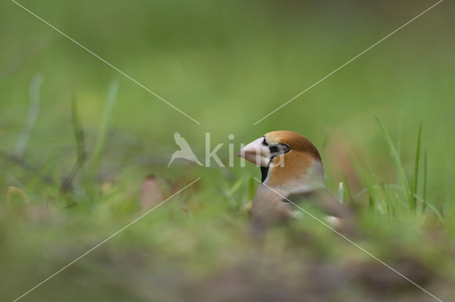 Appelvink (Coccothraustes coccothraustes)