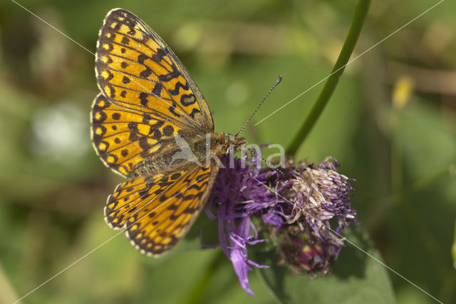 Argynnis aphirape