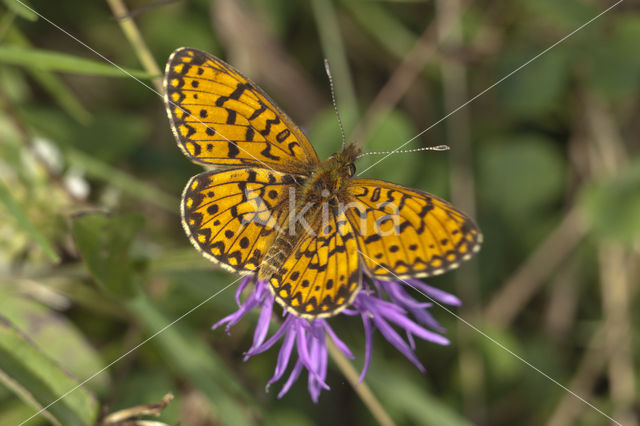 Argynnis aphirape