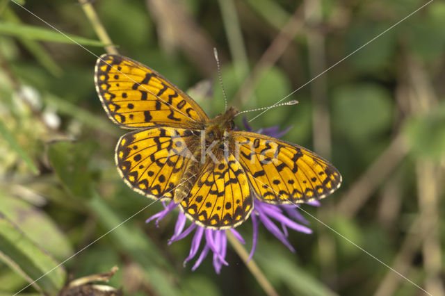 Argynnis aphirape