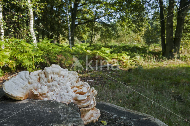 Asgrauwe kaaszwam (Oligoporus tephroleucus)