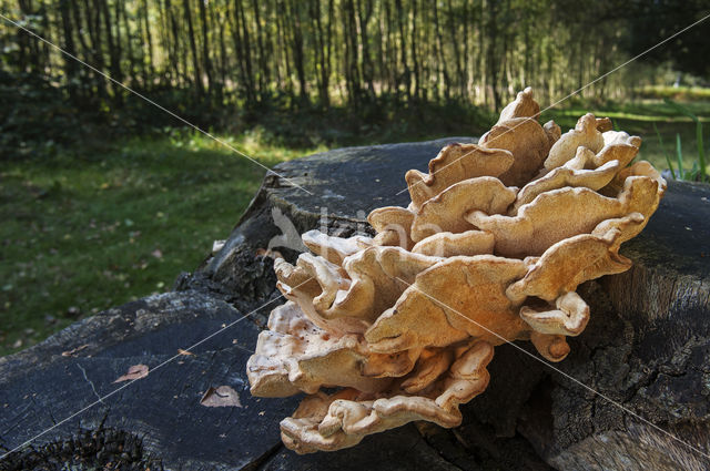 Asgrauwe kaaszwam (Oligoporus tephroleucus)