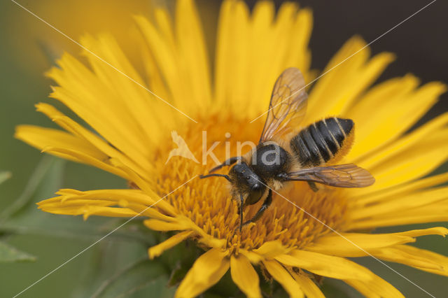 leaf-cutter bee (Megachile sp.)