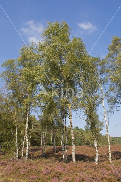 Berk (Betula)