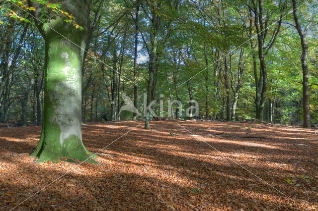 Beech (Fagus sylvatica)