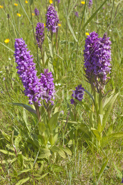 Brede orchis (Dactylorhiza majalis)