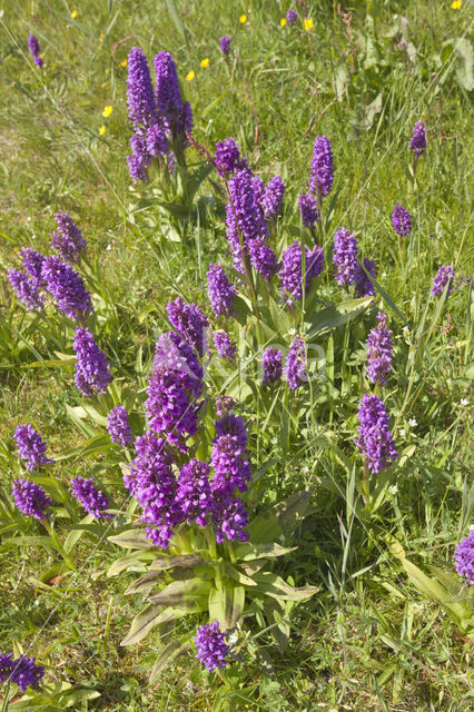 Brede orchis (Dactylorhiza majalis)