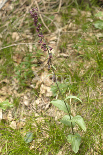 Bruinrode wespenorchis