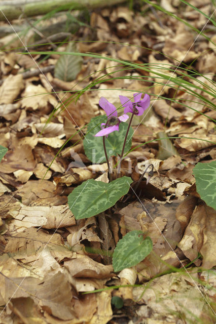 Cyclaam (Cyclamen purpurascens)