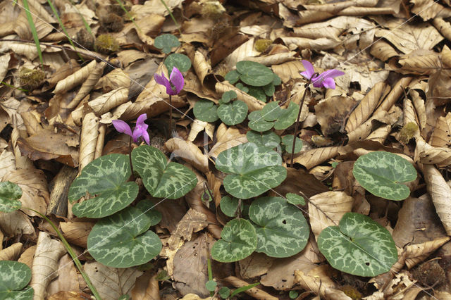 Cyclaam (Cyclamen purpurascens)