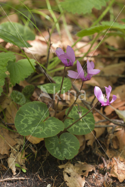 Cyclaam (Cyclamen purpurascens)