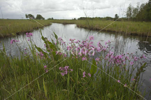 Ragged-Robin (Lychnis flos-cuculi)