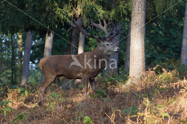 Edelhert (Cervus elaphus)