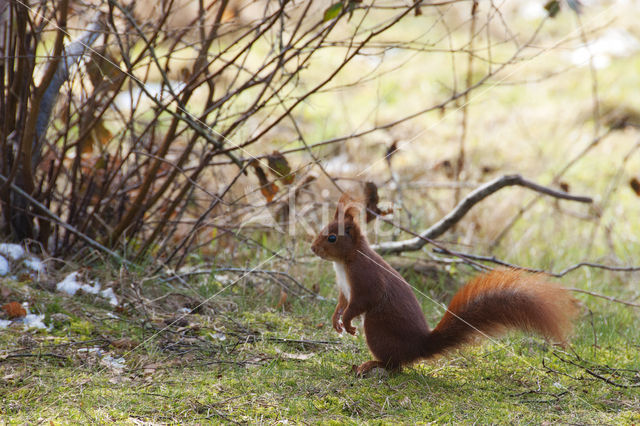 Eekhoorn (Sciurus vulgaris)