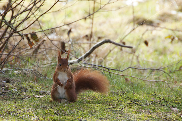 Eekhoorn (Sciurus vulgaris)