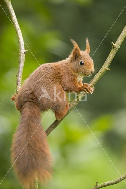 Eekhoorn (Sciurus vulgaris)