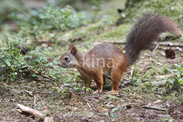 Eekhoorn (Sciurus vulgaris)