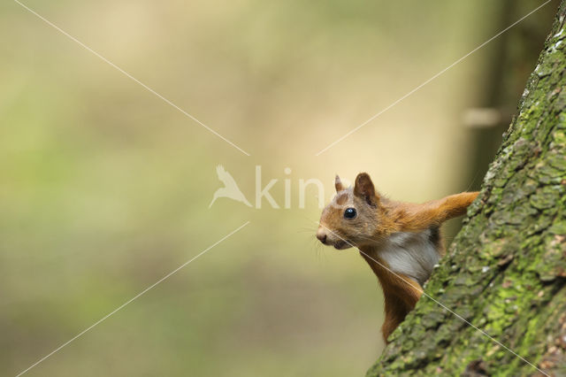 Eekhoorn (Sciurus vulgaris)