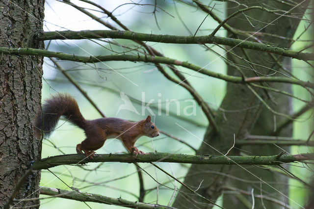 Eekhoorn (Sciurus vulgaris)