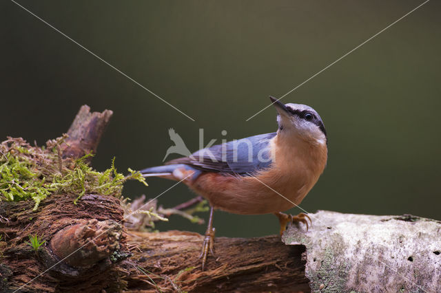 Europese Boomklever (Sitta europaea)