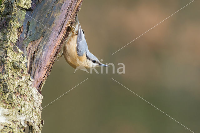 Europese Boomklever (Sitta europaea)