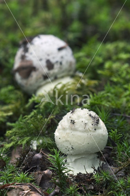 Gele knolamaniet (Amanita citrina)