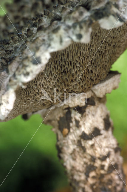 Geschubde boleet (Strobilomyces strobilaceus)