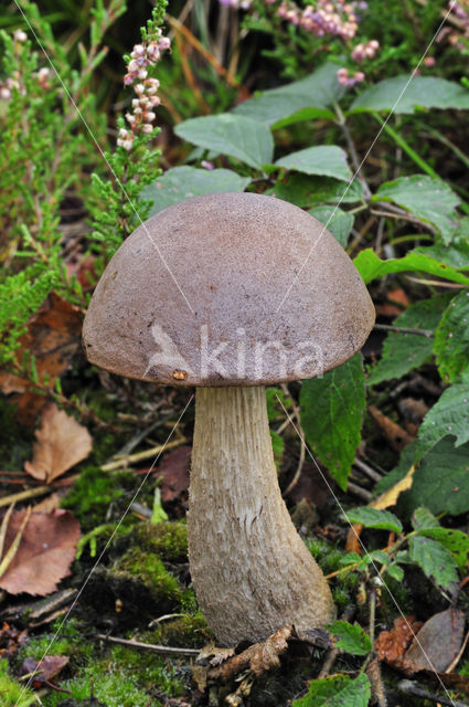 Gewone berkenboleet (Leccinum scabrum)