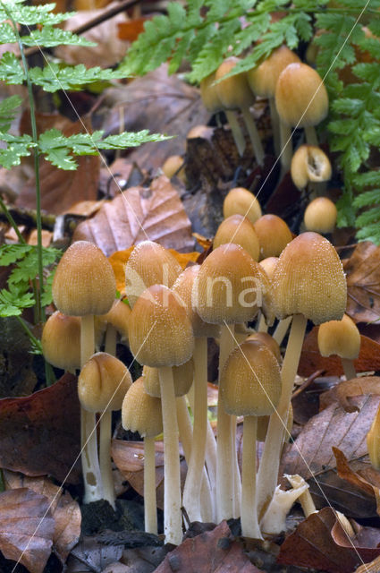 Gewone glimmerinktzwam (Coprinellus truncorum)