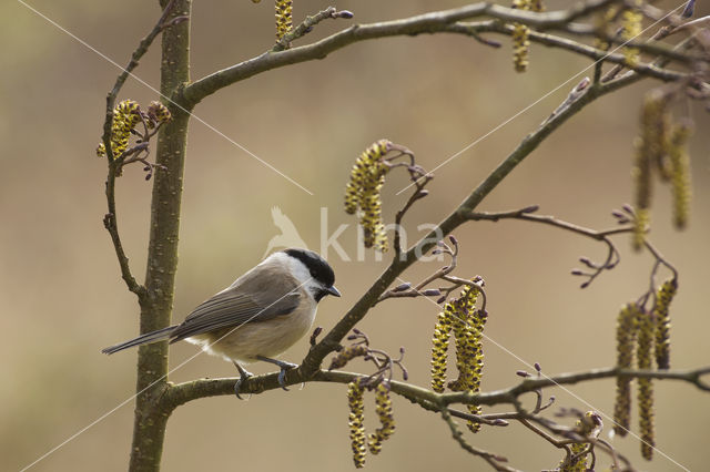 Glanskop (Parus palustris)