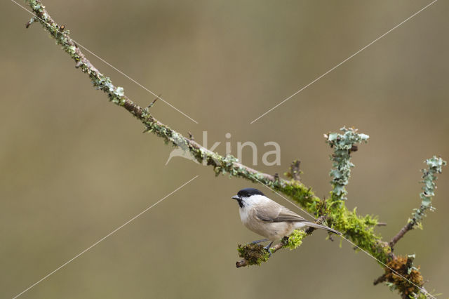 Glanskop (Parus palustris)