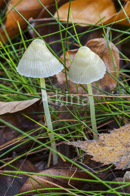 Graskleefsteelmycena (Mycena epipterygia)