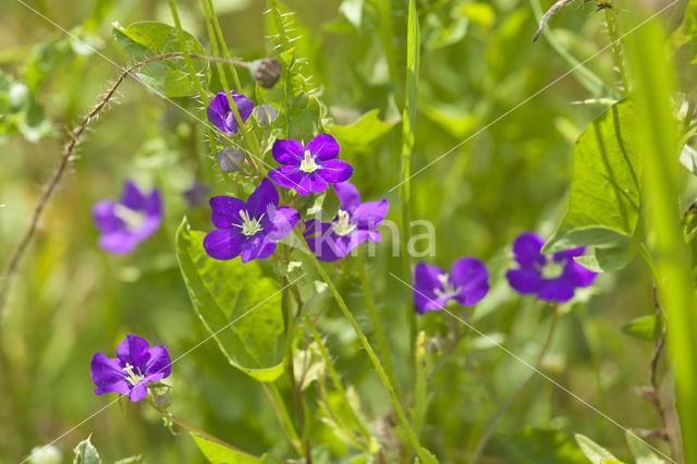 Groot spiegelklokje (Legousia speculum-veneris)