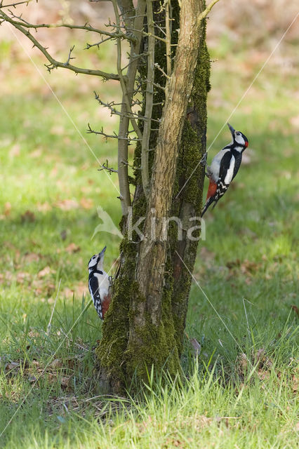 Grote Bonte Specht (Dendrocopos major)