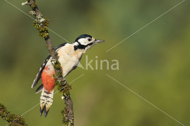 Grote Bonte Specht (Dendrocopos major)