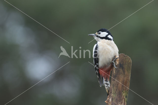 Grote Bonte Specht (Dendrocopos major)