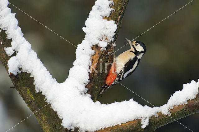 Grote Bonte Specht (Dendrocopos major)