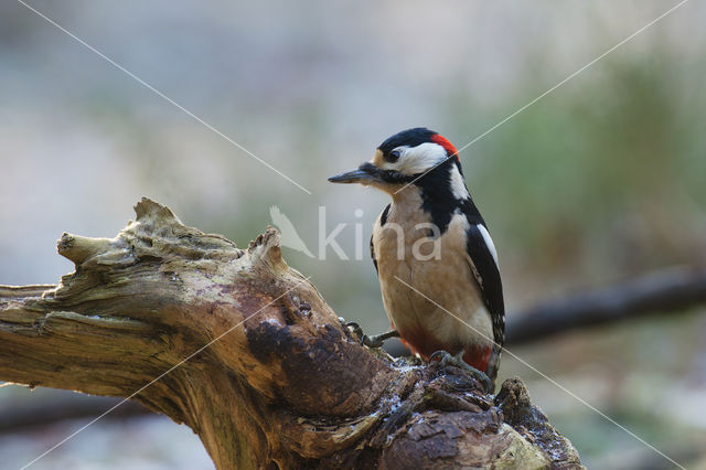 Grote Bonte Specht (Dendrocopos major)