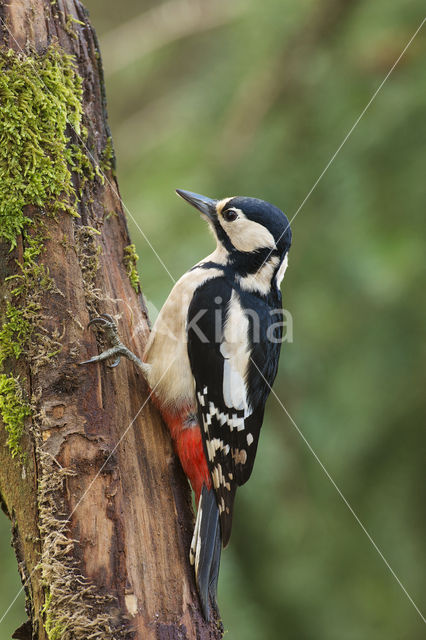 Grote Bonte Specht (Dendrocopos major)