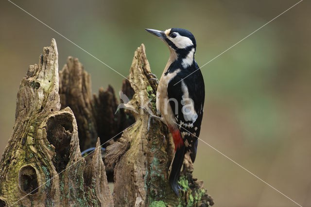 Grote Bonte Specht (Dendrocopos major)