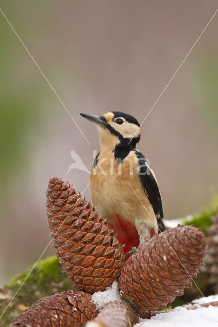 Grote Bonte Specht (Dendrocopos major)